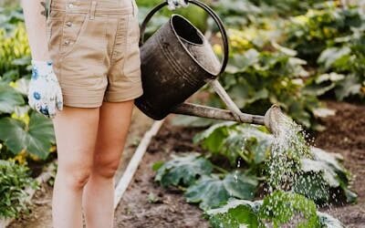 Our Organic Certification Journey